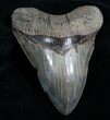 Serrated Monster Megalodon Tooth #4597-1
